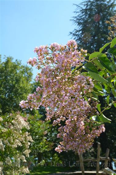 2020 09 03 Insel Mainau,_DSD_7121_b_488px